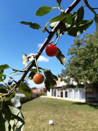 Apartamento Quintal Do Freixo - Country House