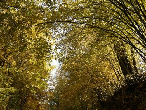 Apartamento Goldener Fuchs In Moschendorf