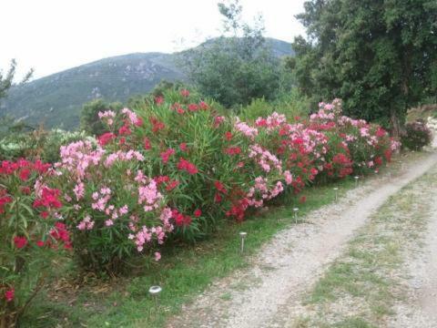 Hostal A Pianella