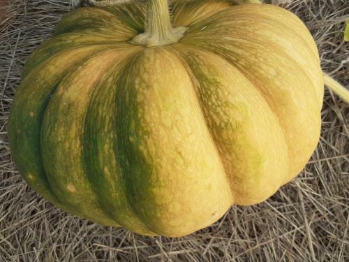 G�te La M�tairie Basse