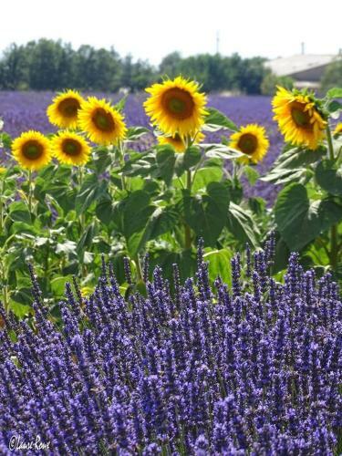 Apartamento Les Rosiers