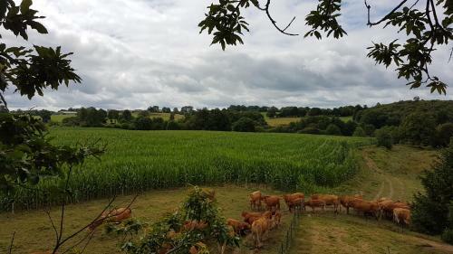 Bed & Breakfast La Thibaudiere Tilleul