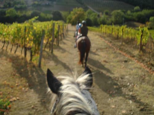 Il Cielo Bio - Il Pi� Piccolo B&B Del Chianti