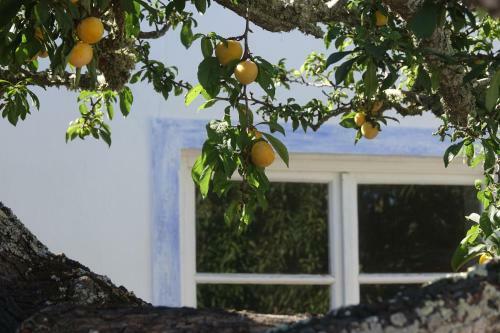 Salmoura
