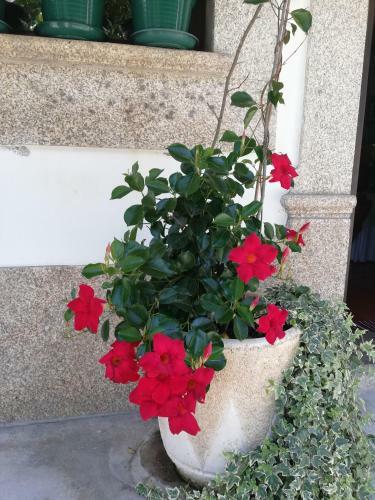 Agroturismo The River House - Termas Guesthouse