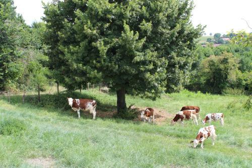 "les Monnats" Gite 8 Personnes � La Campagne