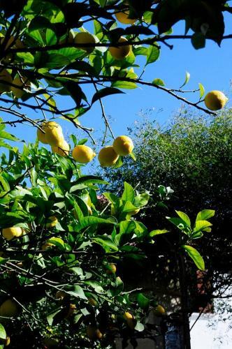 Bed & Breakfast Il Giardino