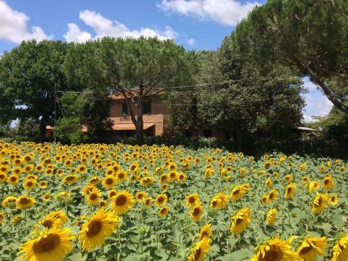 Agroturismo Agriturismo Salcino