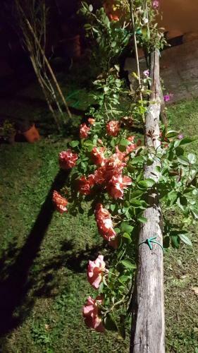 Apartamento La Bellana