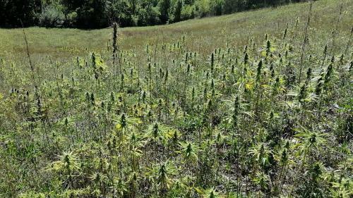 Agroturismo Cannabis Clinic & Restaurant