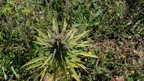 Agroturismo Cannabis Clinic & Restaurant