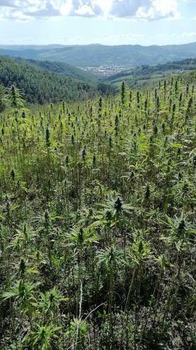 Agroturismo Cannabis Clinic & Restaurant