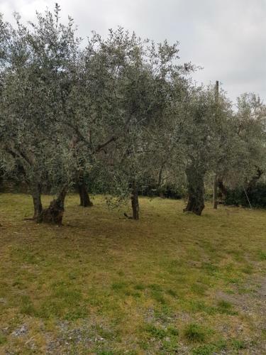 Hostal La Vert Olive