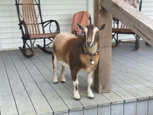 Agroturismo Donkeytown At Turner Farm