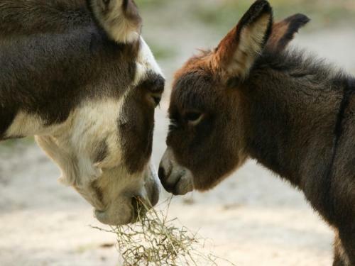 Agroturismo Donkeytown At Turner Farm