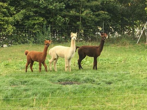 Hostal Pension Am Steinbruch