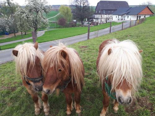 Apartamento Ferienhof Papierm�hle