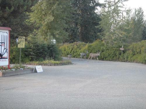 Airport Inn Motel & Rv Park