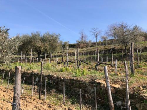 Podere Soccorso Casa Vigneto