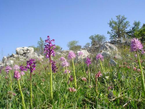 Casa Vacanza Orchidea Vicino A Mattinata Gargano