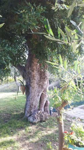 Casa Vacanza Orchidea Vicino A Mattinata Gargano
