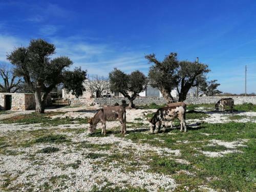 Agroturismo Masseria La Gatta Matta