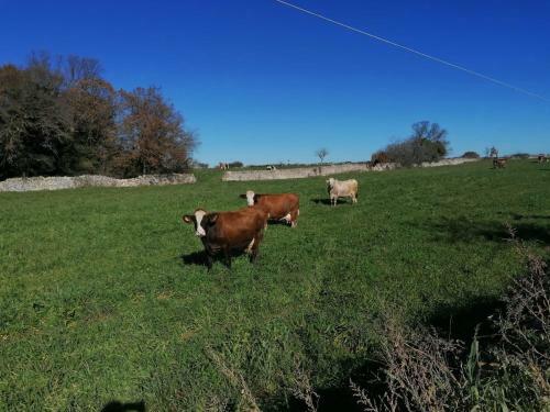 Agroturismo Masseria La Gatta Matta