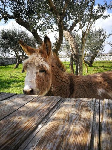 Agroturismo Masseria La Gatta Matta