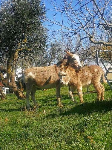 Agroturismo Masseria La Gatta Matta