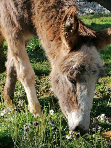 Agroturismo Masseria La Gatta Matta