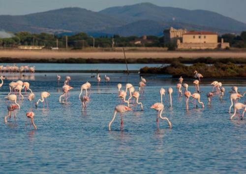 Hostal Affittacamere Orbetello Centro