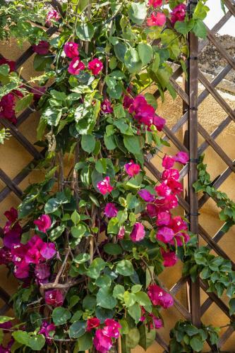 Apartamento Saint George's House Appartamenti & Spa