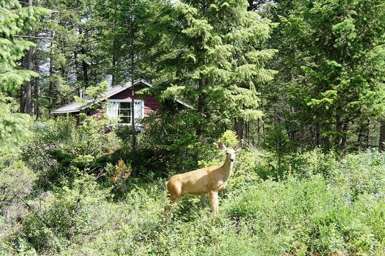 Hotel Fairmont Mountain Bungalows