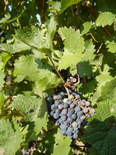 Ferienweingut R�mer-knodt