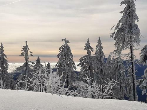 Apartamento Ferienwohnung Waldesruh