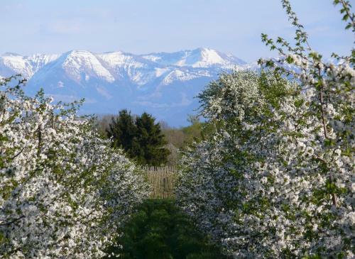 Apartamento Ferienwohnung Am Tuniswald