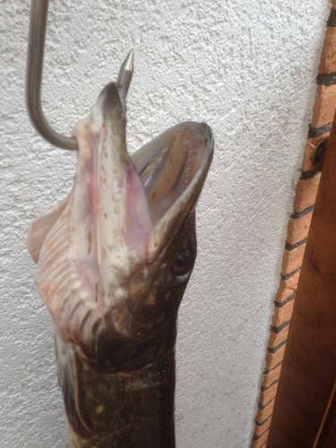 Apartamento Ferienwohnung Hoppelnase Mit Eigener Sauna