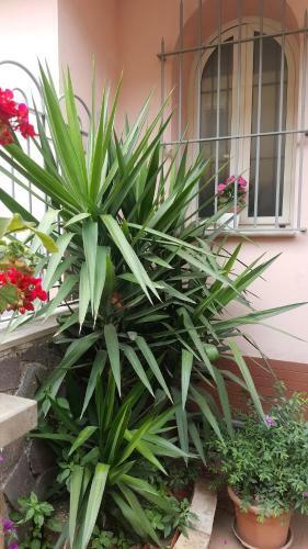 Bed & Breakfast Fiorestella