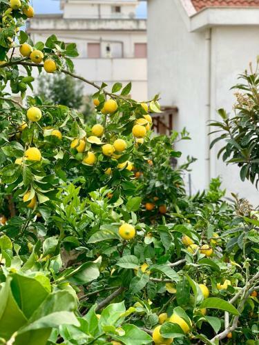 B&B Di Fiore