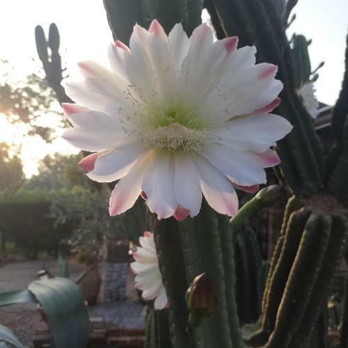 B&B Il Giardino Di Eolo