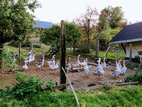 Apartamento Gro�e Ferienwohnungen 5 Und 6 "pumphut's Scheune"