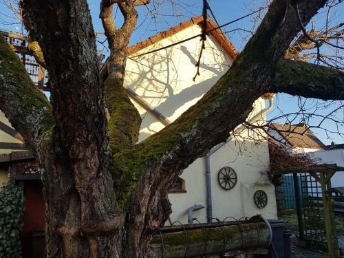 Apartamento Ferienwohnung Zum-alten-kirschbaum