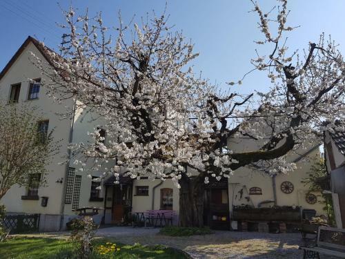 Apartamento Ferienwohnung Zum-alten-kirschbaum