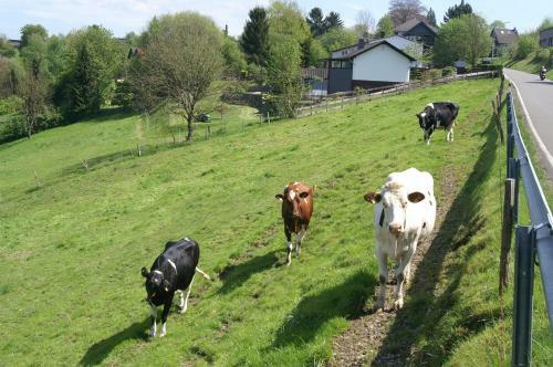 Hostal Pension Oberberg