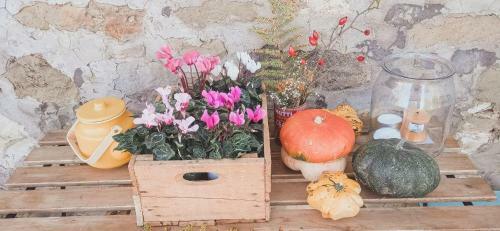 Nest In The Woods - Nido Nel Bosco