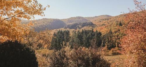 Nest In The Woods - Nido Nel Bosco