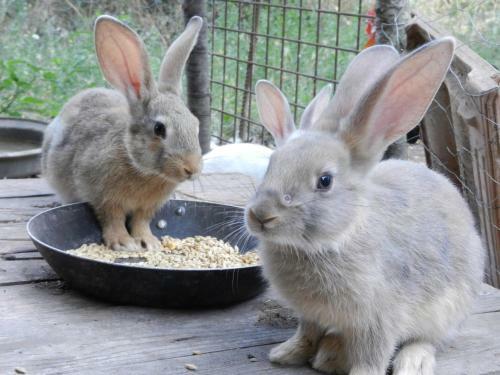 Bed & Breakfast Boscodisotto