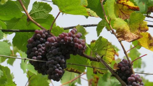 Apartamento Ferienwohnung Elbsommer Am Weinberg