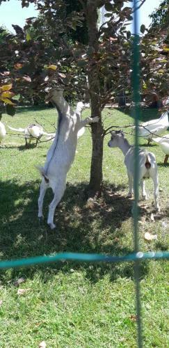 Bed & Breakfast Alle Zagare