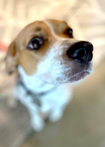 Cozy Sunny Space In Pet Friendly Queen Room